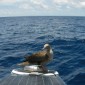 Day 94 - new booby