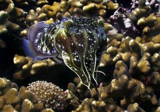 Cuttlefish - check out those amazing colours!