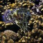 Cuttlefish - check out those amazing colours!