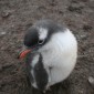 penguin chick My new best friend