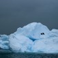 IMG_1509 Adelie penguins chilling out on an ice berg