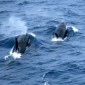 IMG_1627_2 Killer Whales