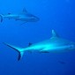 Sharky Sharky
