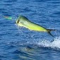 Jumping Dorado