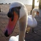 emsworth_swans emsworth_swans