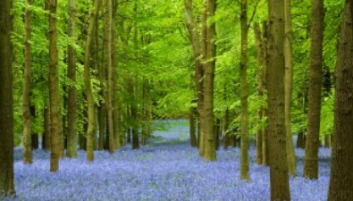 environment_bluebells