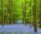 environment_bluebells
