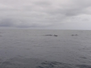 Day 75 - distant dolphins