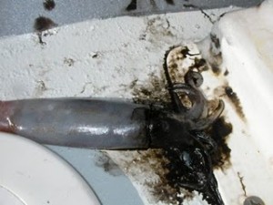 inky squid-705699