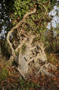 Ancient ivy