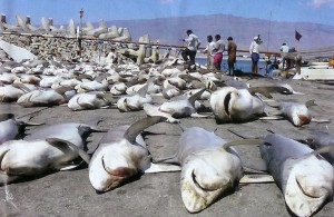 shark finning