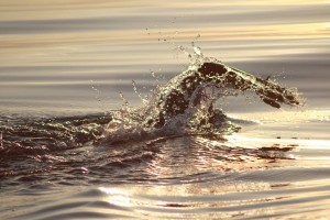 Swimming Great Britain