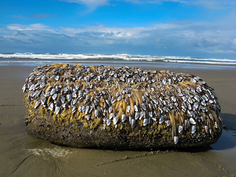 Barnacles on your Bottom