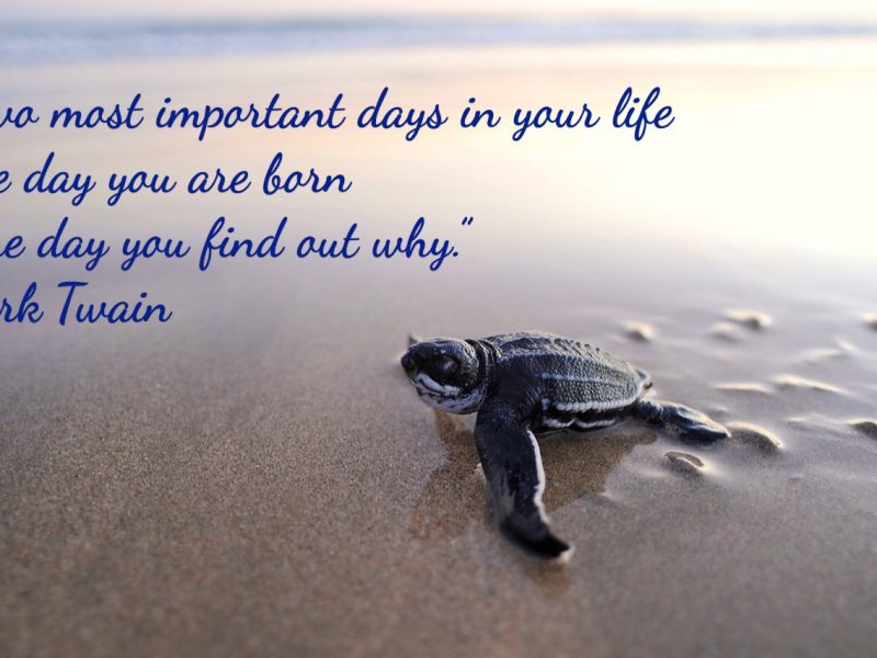 What is it you Plan to Do with your One Wild and Precious Life?