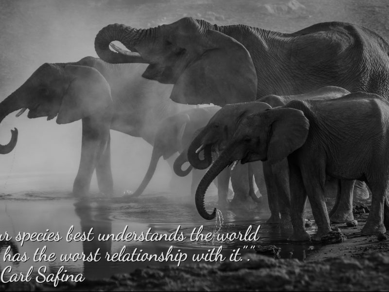 Beyond Words: Animal Intelligence Beyond Words: Animal Intelligence