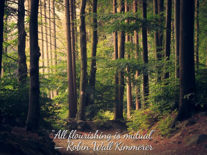 The Wood Wide Web of Suzanne Simard